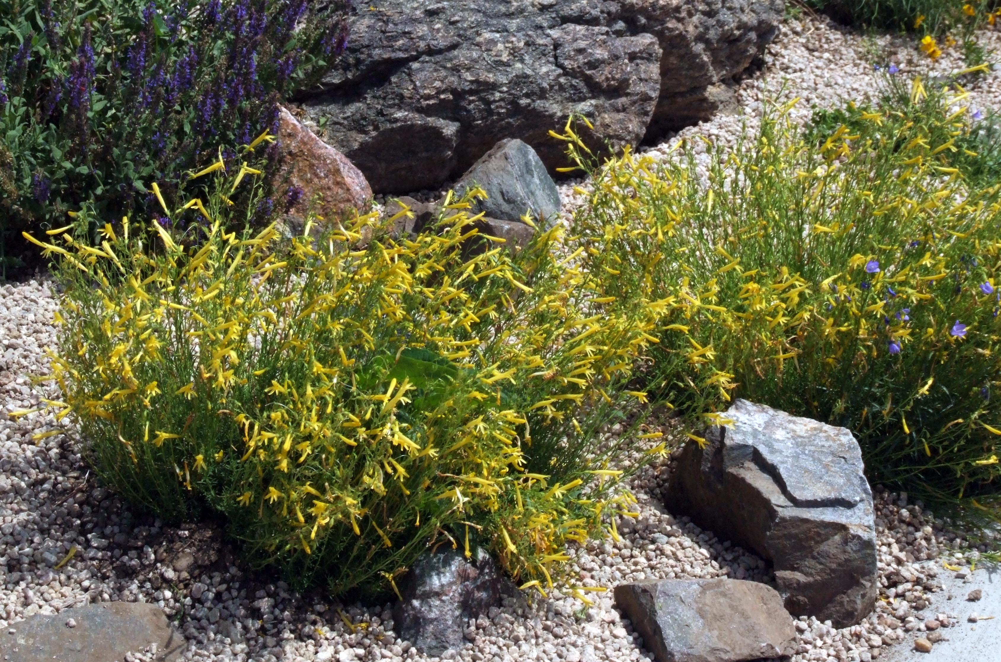 Yellow Pineleaf Penstemon